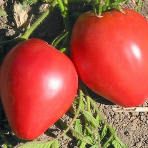Solanum lycopersicum 'Anna Russian' - Harilik tomat 'Anna Russian'